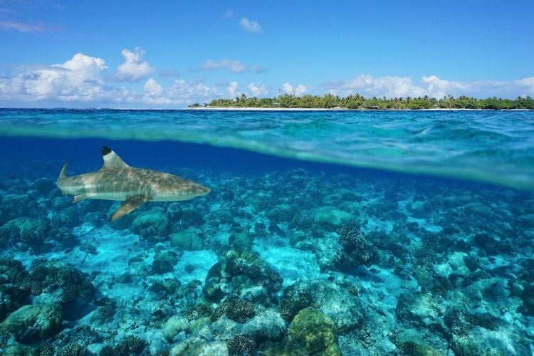 Requin sous la surface de l'atoll de Rangiroa
