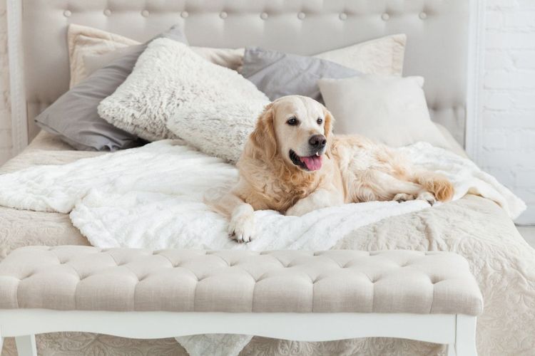 Un chien dans un lit © Prystai/Shutterstock