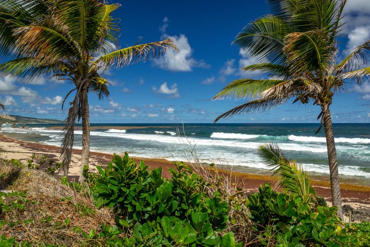 Les palmiers encadrent la plage paradisiaque de Bathsheba.