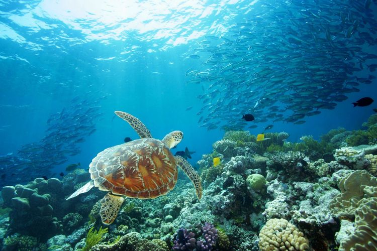 Tortue de mer et banc de poisson dans la Grande Barrière de Corail © Tourism Australia