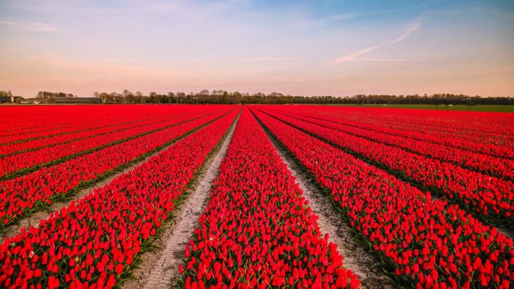 Un champ de tulipes rouges au printemps