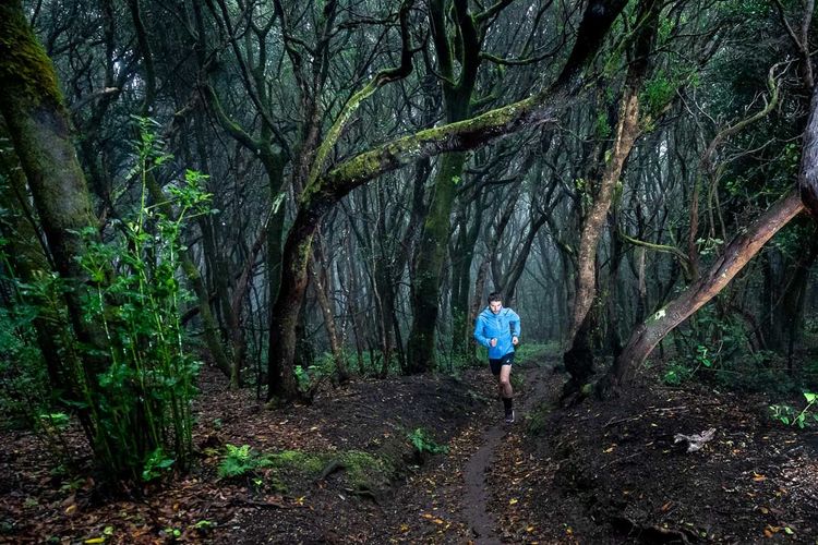 Una gara di trail in una Laurisylve a Tenerife, nelle Isole Canarie © Turismo de Tenerife