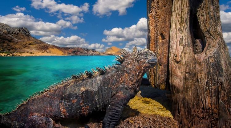 Un iguane terrestre sur l'archipel des Galapagos, Equateur