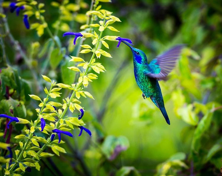 Un magnifique colibri bleu et vert au Costa Rica