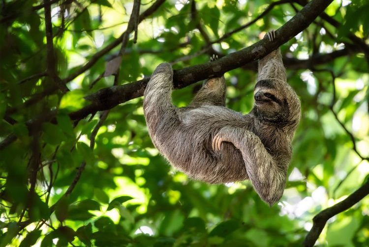 Un paresseux accroché à un arbre au Costa Rica