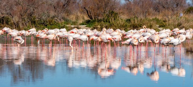 Un rassemblement de flamands roses en Camargue