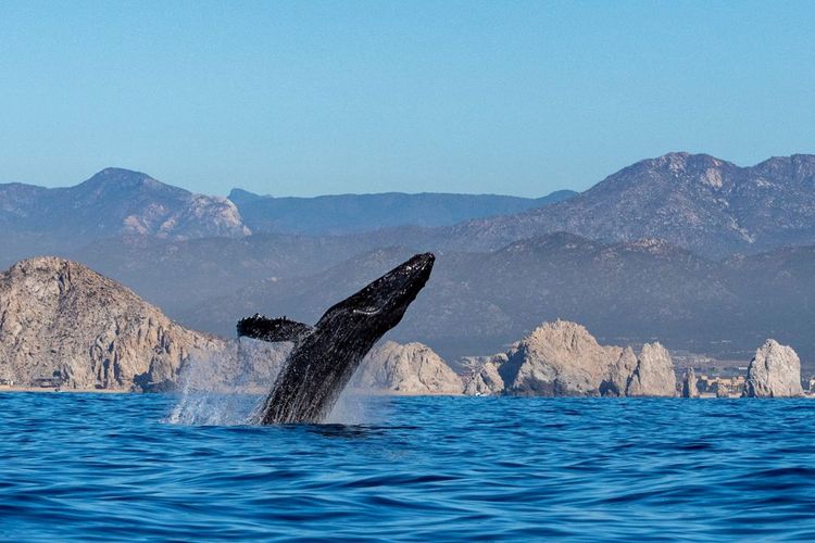 Une baleine au large des côtes mexicaines