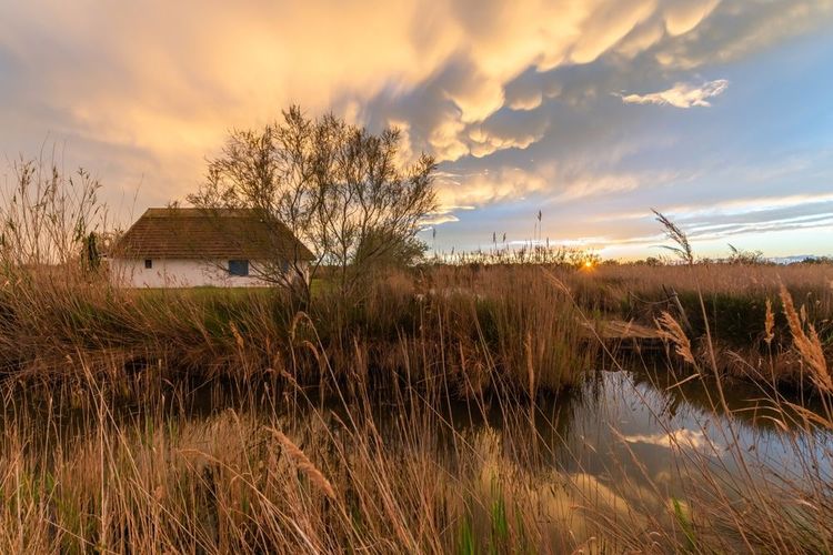 Une cabane de gardian dans les marais camarguais, aux Saintes-Maries-de-la-Mer