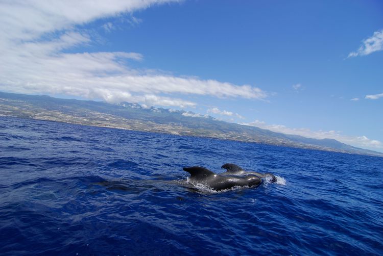 Une excursion en bateau à la recherche des cétacés © Turismo de Tenerife