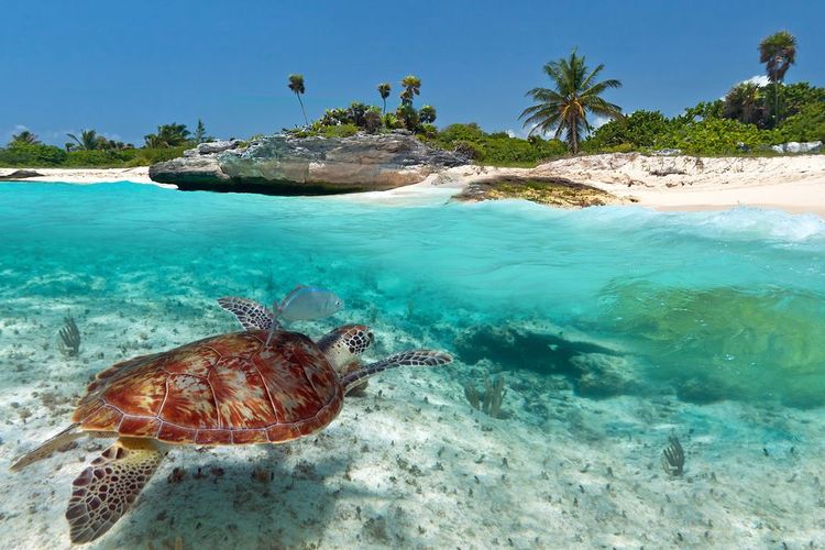 Une tortue dans les eaux du Mexique