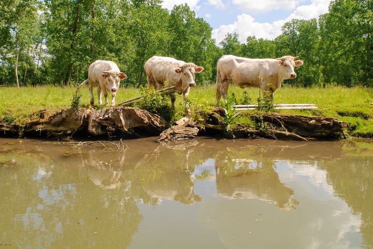 Vaches blanches dans le marais poitevin