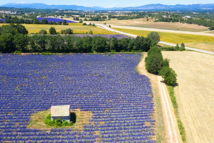 Vue aérienne des champs de lavande en Provence