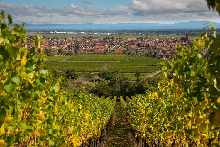 Vue sur le village de Scherwiller depuis les vignobles, Alsace