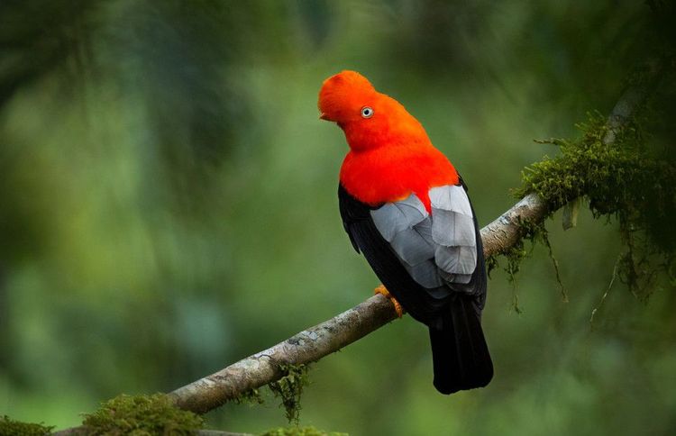 El gallo de la peña, emblema de Perú