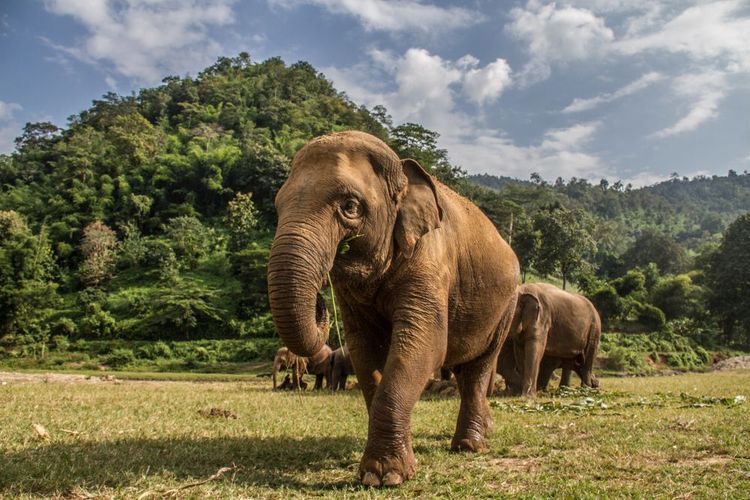 Les sanctuaires éthiques pour admirer les éléphants