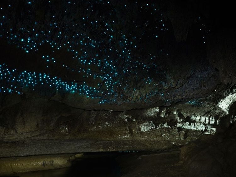 La grotte lumineuse de Waitomo