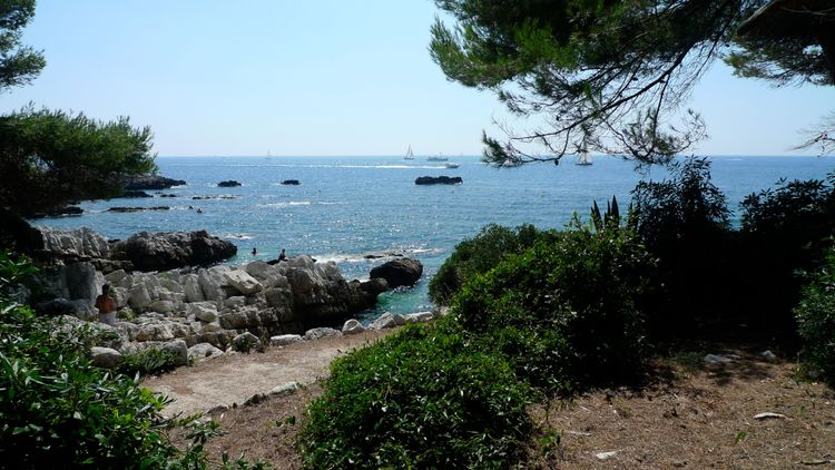 A walk in the pines at Cap d'Antibes, near Cannes