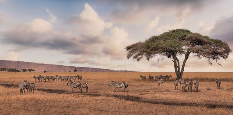 Safari dans le Serengeti, partez à la découverte d’un écosystème passionnant. 