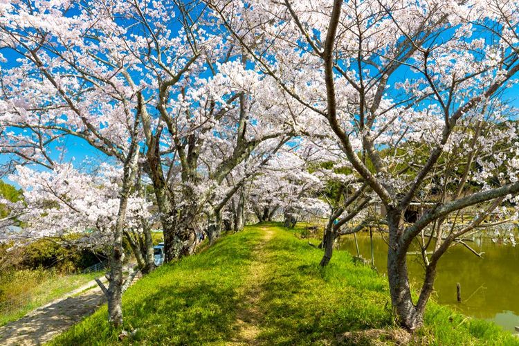 les cerisiers en fleurs de Yamanobe-no-Michi.
