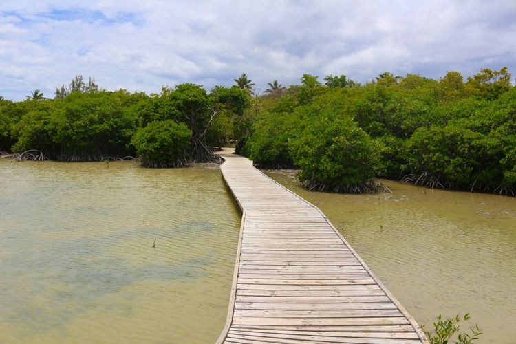 Vers la mangrove de la plage des Salines