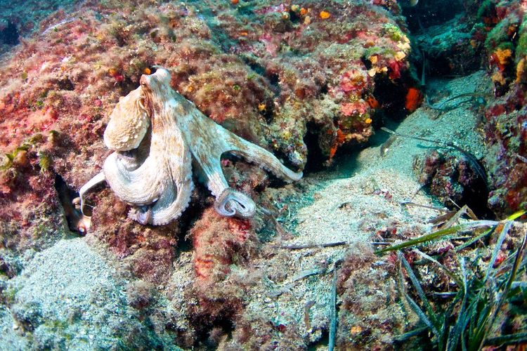 Un poulpe au fond de la mer à Formentera