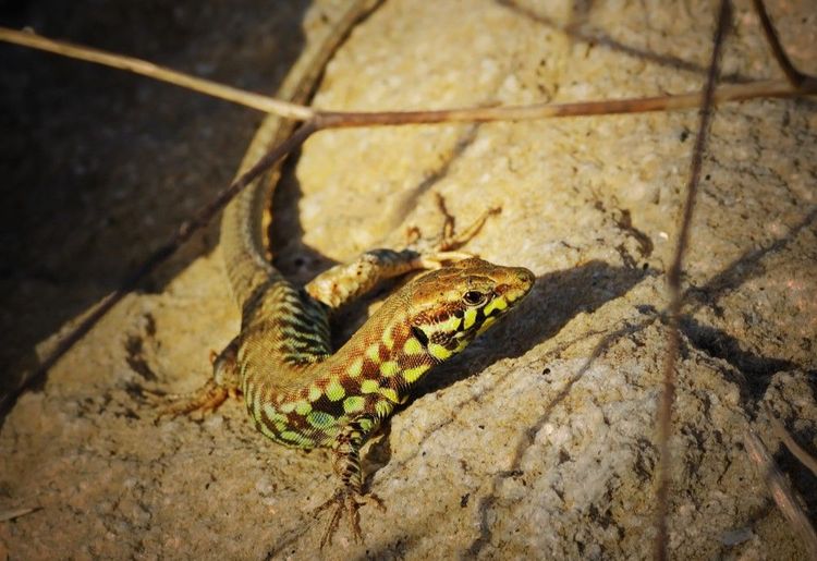 Le lézard de Milos est endémique sur l'île