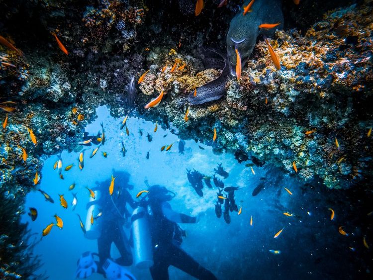 Plongée sous-marine dans le Grand Trou Bleu, Belize