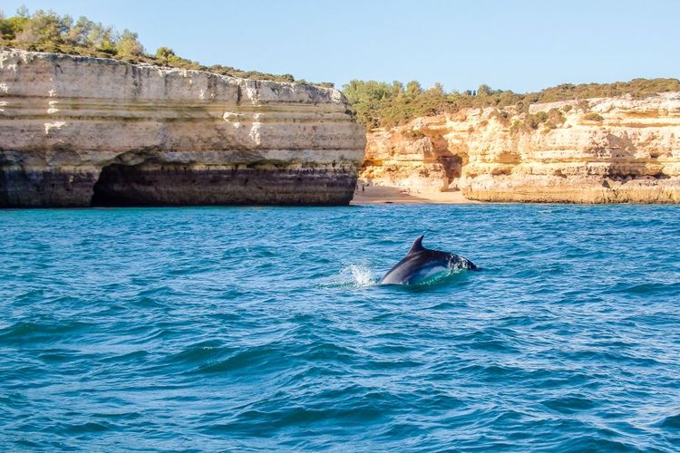 Observation des dauphins en Algarve.