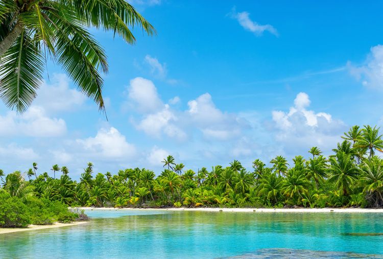 La jungle de l'atoll borde l'une des plages de l'atoll de Fakarava