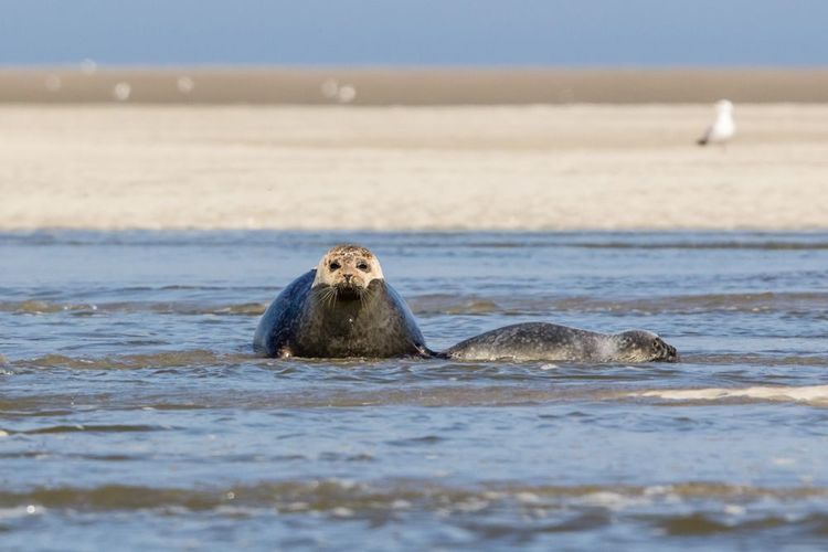 The Bay of the Somme, one of the most beautiful natural sites in France