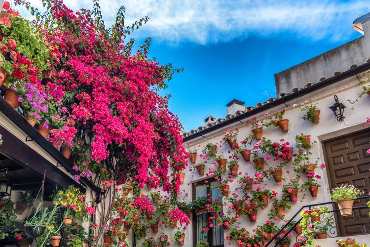 Geraniums et bougainvilliers au festival traditionnel du patio (Patios de Cordoba) , Andalousie, Espagne