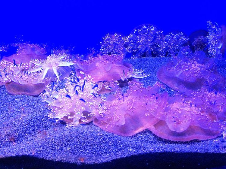 Les espèces marine présentées à l'Aquarium de Gênes.