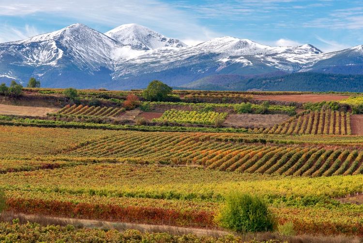 Vignoble de la Rioja, Espagne
