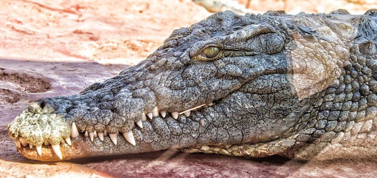 Crocoparc, à la découverte des crocodiles du Nil