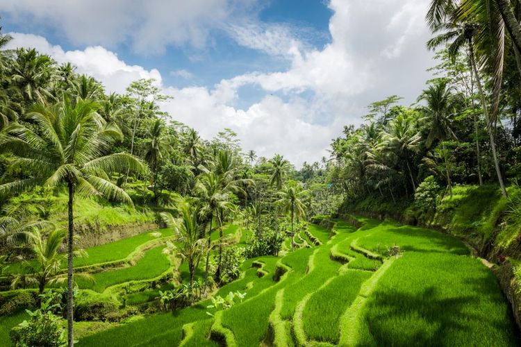 Le splendide risaie verdeggianti di Bali