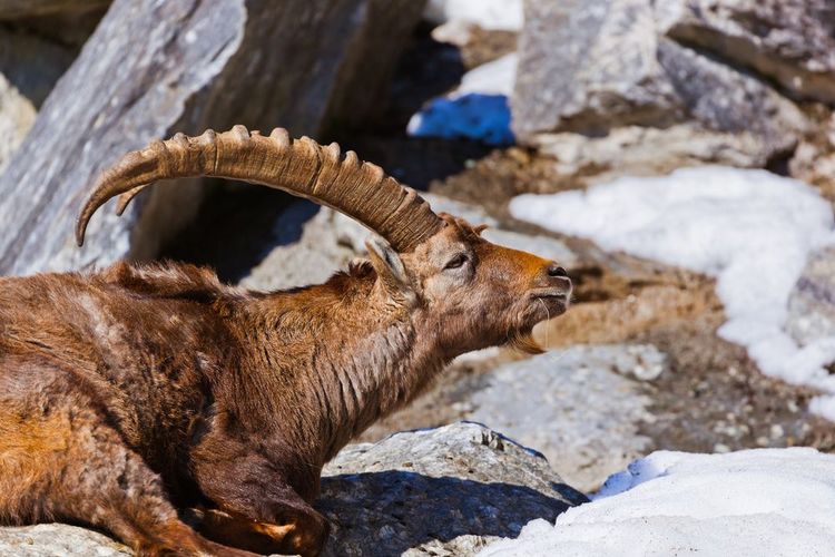 Alpiner Steinbock im Innsbrucker Zoo in Österreich