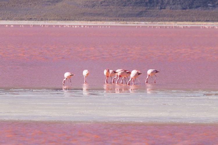 Roses flamboyantes sur la lagune rouge