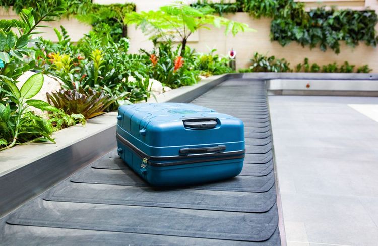 valise sur un tapis roulant entouré de plantes tropicales vertes dans une zone de récupération des bagages à l'aéroport