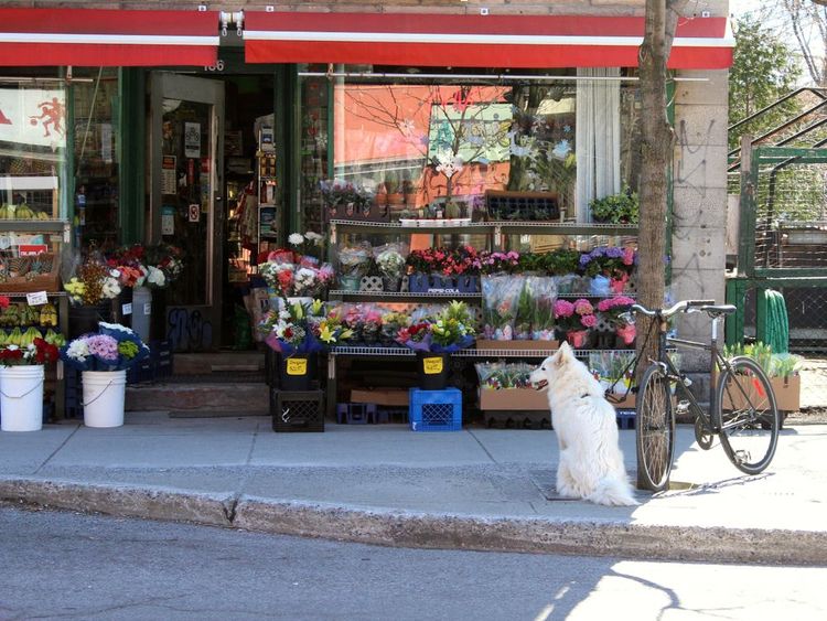 Un fleuriste dans le quartier de Mile End