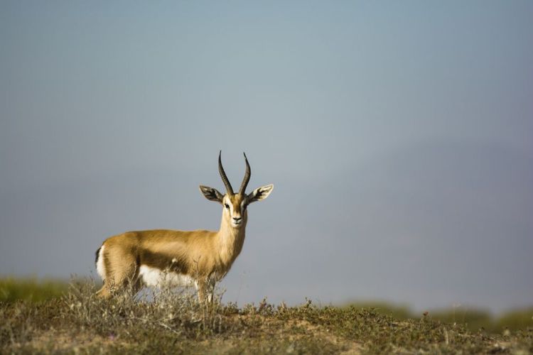 Une gazelle dorcas saharienne connue sur la colline dans le parc national de Souss-Massa