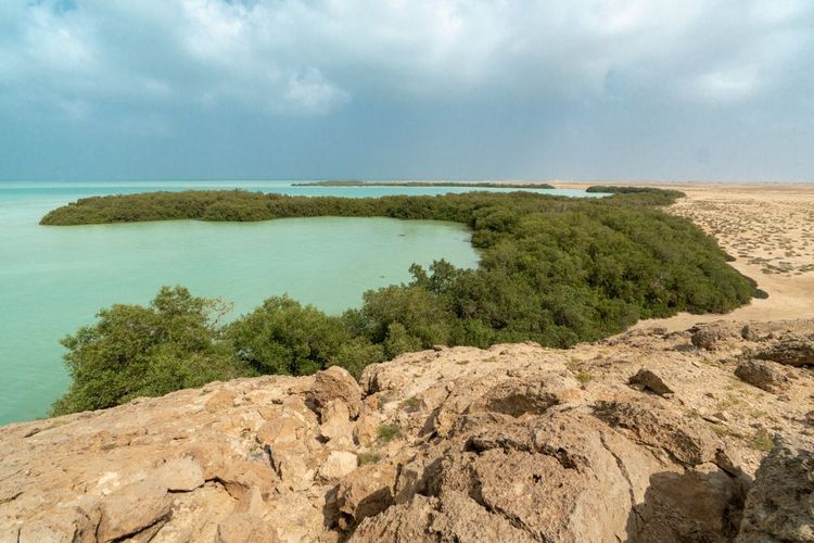 La mangrove de l'île Farasan