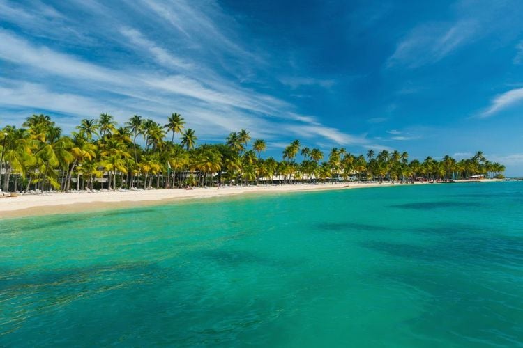 Cocotiers sur la plage de la Caravelle à Sainte Anne, Guadeloupe, Caraïbes
