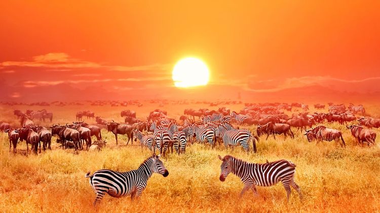 Witness the great migration in the Serengeti