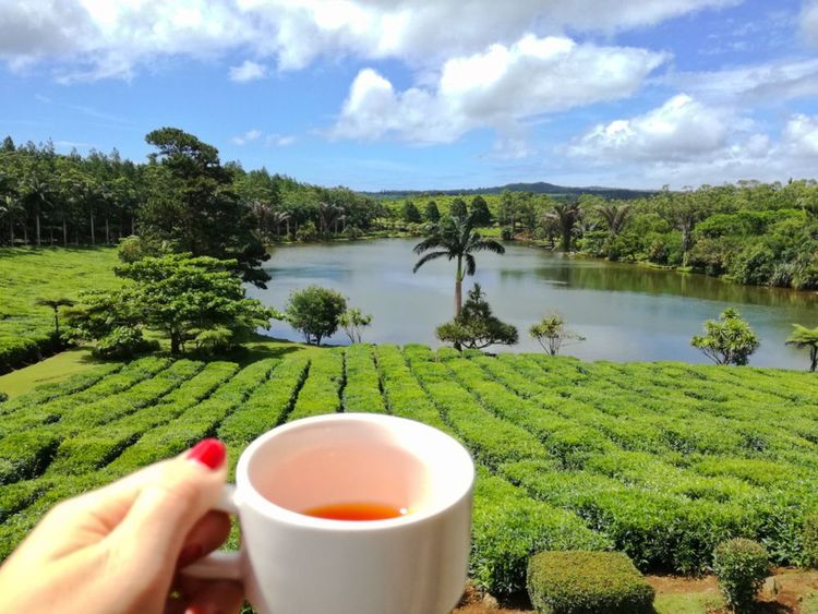 La route du thé, à la découverte de l'art de vivre Mauricien