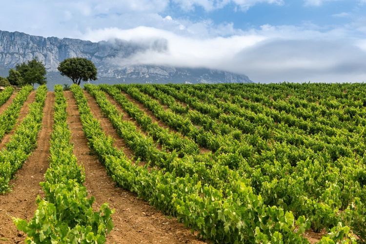 Rioja Alavesa
