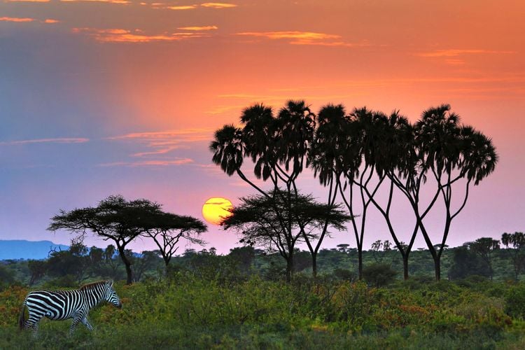 Un safari íntimo en la reserva Samburu de Kenia