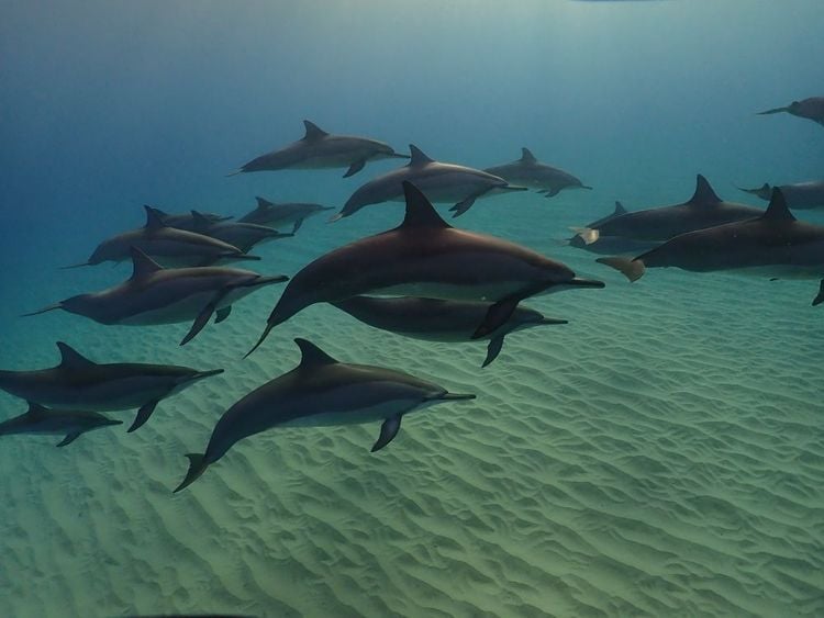 Nager avec les dauphins, un rêve qui s'accomplit