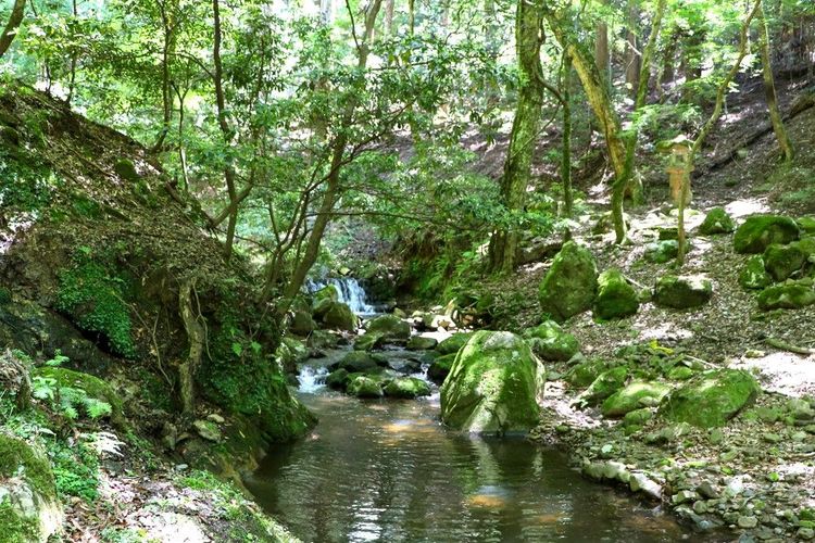 La forêt de Kasugayama