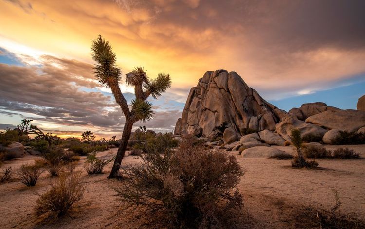 Desierto de Joshua Tree en California