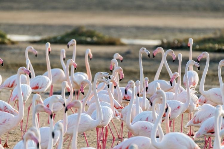 Pink flamingos at the Ras Al Khor sanctuary